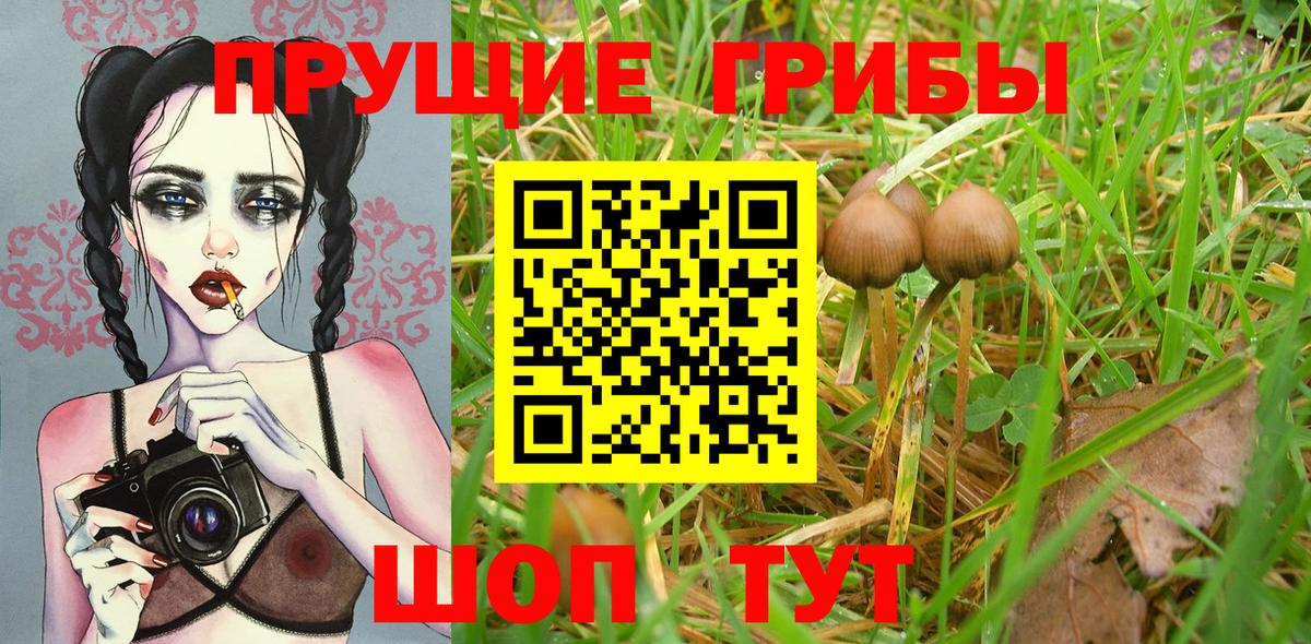 Галлюциногенные грибы Psilocybe Туапсе